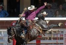 Wild ride for Injune cowboy