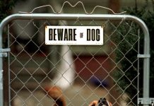 Canine cops on the beat?