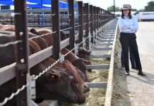 Biosecurity boost labelled as ‘window dressing’