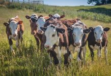 Where do pets and livestock go?