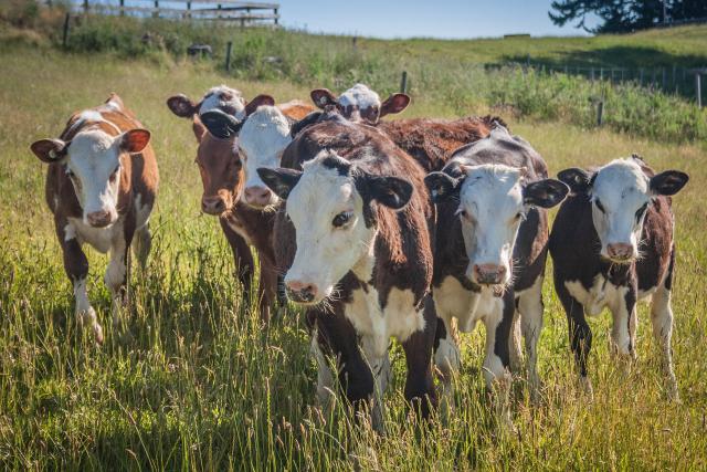 where-do-pets-and-livestock-go-maranoa-today