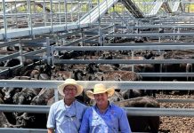 Injune graziers celebrate Australian record heifer sale