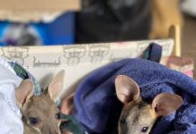 Maranoa’s wildlife angels