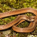 Brownsnake_306004_01.jpg