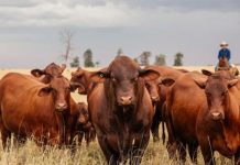 A personal thanks for Yarrawonga