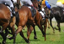 Success for local trainers