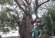 Watching the bottle trees grow