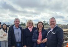 Feral pigs ‘smashing’ grain crops as popular poison ban set to impact producers