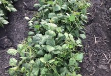 Disease and resistance