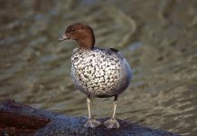 Mass Australian wood duck deaths in Mitchell