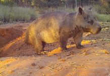 Powrunna State Forest new home for nothern hairy-nosed wombat colony