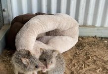 Rufous Bettongs in care
