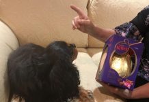 Protect your pets this Easter