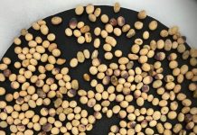 Good quality planting seed