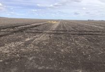 Weed free paddocks