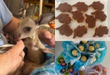 Jumping for fundraiser