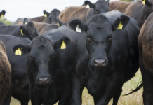 Roma Store Sale Tuesday, 2 May 2023