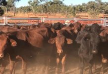 Roma Store Sale Tuesday, 23 May 2023