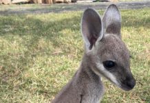 Hopping for knowledge