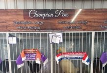 Maranoa Poultry and Caged Birds showoff