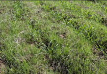 More plants out of place