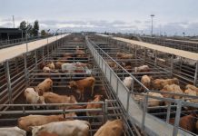 Roma Store Sale Tuesday, 30 May 2023