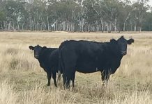 Police on hunt for stolen cattle