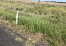 Explaining Glyphosate Resistance