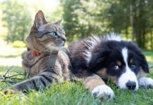 Maranoa Regional Council is giving $100 of cat and dog desexing