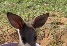 New carers hopping with excitement