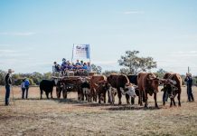 Cobb and Co Festival continues