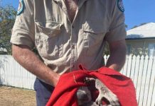 Stranded koala rescued from peril