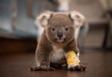 How Aussies can be a true hero to the True Blue Aussies