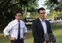 Western Clydesdales hobbled