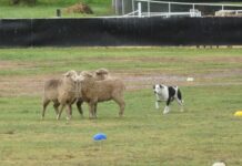 State sheepdog trials here
