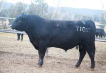 Lawsons Angus top $25,000 at Roma bull sale