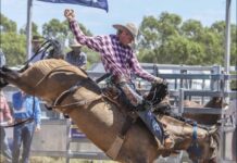 It’s not Lachie’s first rodeo