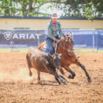 chinchilla_438073_03