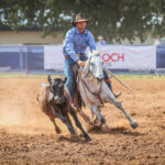 chinchilla_438073_06