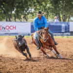 chinchilla_438073_08