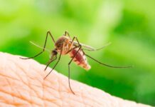 Man hospitalised for mosquito virus after Goondiwindi visit