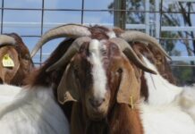 Two-day goat producer workshop coming to Bymount