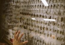 Role of insects in Ag