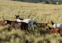 Australia sets new records in global goatmeat trade