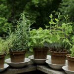 Garden136_482177_02