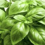 Garden136_482177_03