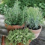 Garden136_482177_04