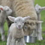lambs_462152_01