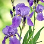 Irises_493086_02