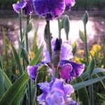 Irises_493086_03